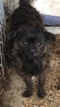Pomeranian and Chihuahua Dogs Available for Adoption in Columbia, Tennessee - Jelly~ | PetCurious