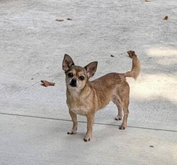 Gracie -  Chihuahua Dog for Adoption in Kimberlin Heights, Tennessee - Gracie | PetCurious