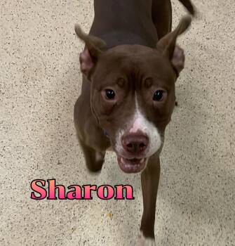Sharon -  Terrier Dog for Adoption in Muncie, Indiana - Sharon | PetCurious