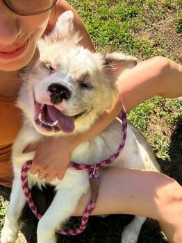 Levi -  Husky and Bulldog Dog for Adoption in Prince Frederick, Maryland - Levi | PetCurious