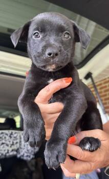 Peggy -  Shepherd and American Bulldog Dog for Adoption in Troy, Alabama - Peggy | PetCurious