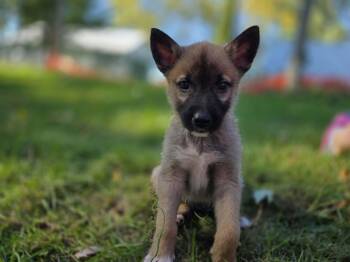 Spike -  German Shepherd Dog and Husky Dog for Adoption in Appin, Ontario - Spike | PetCurious