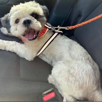 Lucas Ollie -  Shih Tzu Dog for Adoption in Houston, Texas - Lucas Ollie | PetCurious