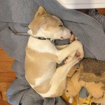 Kevin -  Mixed Breed Dog for Adoption in Oakland, California - Kevin | PetCurious