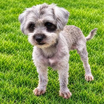 Benjamin -  Shih Tzu and Poodle Dog for Adoption in Las Vegas, Nevada - Benjamin | PetCurious