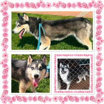 WINTER -  Husky Dog for Adoption in Buckhannon, West Virginia - WINTER | PetCurious