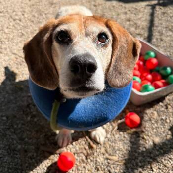 Frito -  Beagle Dog for Adoption in Dayton, Ohio - Frito | PetCurious