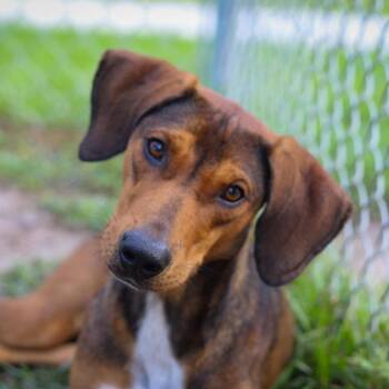 BUSTER (647) -  Hound Dog for Adoption in Indiantown, Florida - BUSTER (647) | PetCurious