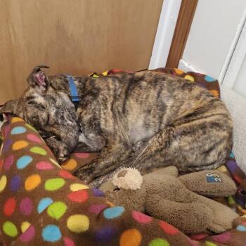 Mitzi 22402 -  Plott Hound Dog for Adoption in Minneapolis, Minnesota - Mitzi 22402 | PetCurious