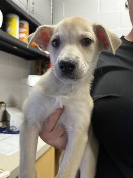 Labrador Retriever and Mixed Breed Dogs Available for Adoption - JASMINE | PetCurious