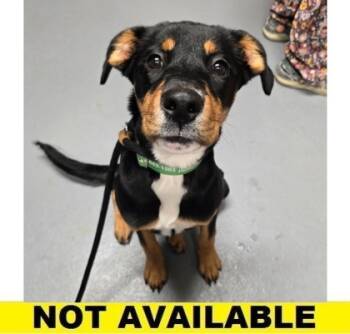 Rescue Mixed Breed Dogs for Adoption in Eugene, Oregon - Opal | PetCurious