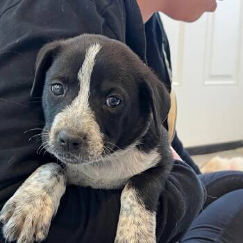 Australian Shepherd and Mixed Breed Dogs Available for Adoption in Boerne, Texas - Eldon | PetCurious