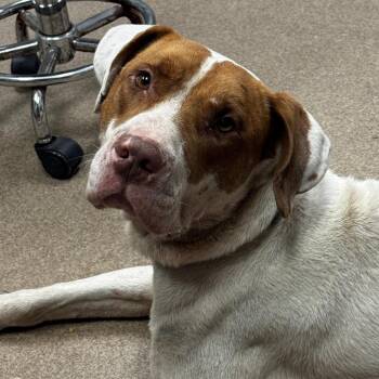 Rooster -  American Bulldog Dog for Adoption in Hinesville, Georgia - Rooster | PetCurious