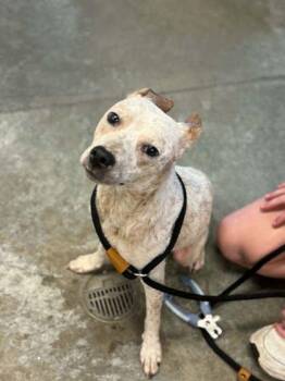 Steak -  Fox Terrier and Mixed Breed Dog for Adoption in Bowling Green, Kentucky - Steak | PetCurious