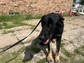 RONALDO -  German Shepherd Dog Dog for Adoption in Rowlett, Texas - RONALDO | PetCurious
