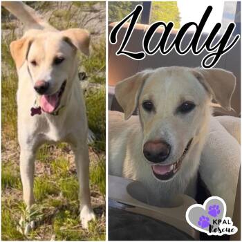 Lady -  Mixed Breed Dog for Adoption in Kenai, Alaska - Lady | PetCurious
