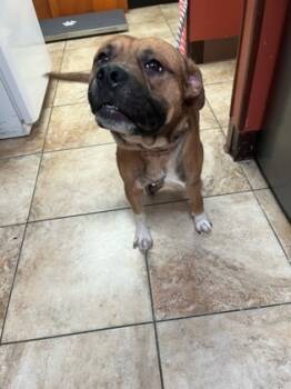 Rescue Mixed Breed Dogs for Adoption in Cincinnati, Ohio - Dirge | PetCurious