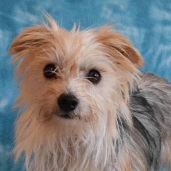 Nina Bum Bum -  Terrier Dog for Adoption in Eureka, California - Nina Bum Bum | PetCurious