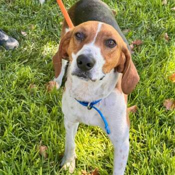 Tracker - City Of Industry Location -  Treeing Walker Coonhound Dog for Adoption in Chino Hills, California - Tracker - City Of Industry Location | PetCurious