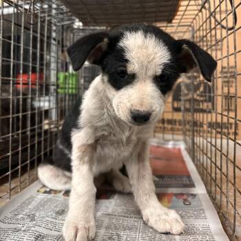 Shepherd Dogs Available for Adoption - Janet | PetCurious