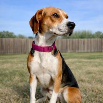 Beagle Dogs Available for Adoption - Daffodil | PetCurious