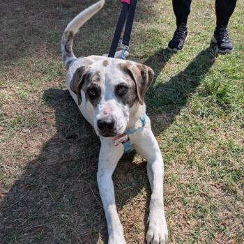 Labrador Retriever Dogs Available for Adoption in Wake Forest, North Carolina - Confetti | PetCurious