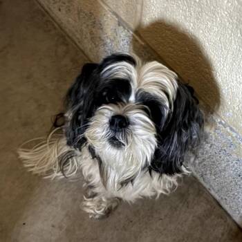 Shih Tzu Dogs Available for Adoption - Nikey | PetCurious