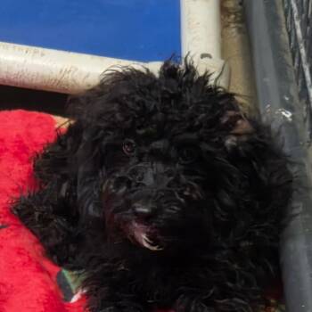 Gertrude -  Mixed Breed Dog for Adoption in Leander, Texas - Gertrude | PetCurious