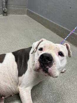 LUNA -  Pit Bull Terrier Dog for Adoption in Las Vegas, Nevada - LUNA | PetCurious