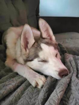 Jinx -  Husky Dog for Adoption in Wake Forest, North Carolina - Jinx | PetCurious
