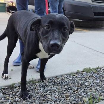 Molly -  Labrador Retriever and Mixed Breed Dog for Adoption in Voorhees Township, New Jersey - Molly | PetCurious