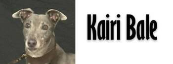 Kairi Bale -  Greyhound Dog for Adoption in Douglasville, Georgia - Kairi Bale | PetCurious