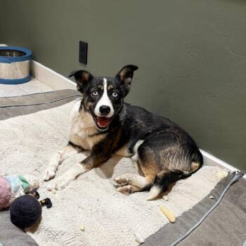 Husky and Mixed Breed Dogs Available for Adoption in San Diego, California - Hope | PetCurious