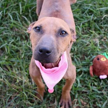 Chai -  Pit Bull Terrier Dog for Adoption in Beaumont, Texas - Chai | PetCurious