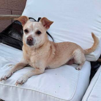 Benji -  Chihuahua Dog for Adoption in Las Vegas, Nevada - Benji | PetCurious