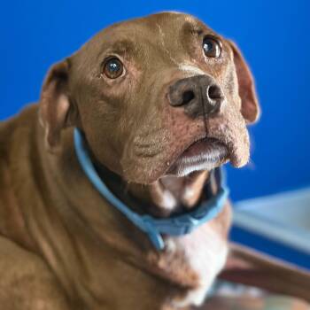 Mixed Breed Dogs Available for Adoption in Fernandina Beach, Florida - BEAST | PetCurious