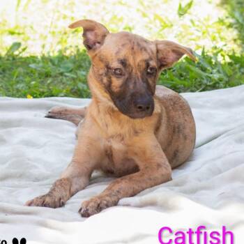 Catfish -  Mixed Breed Dog for Adoption in Knoxville, Tennessee - Catfish | PetCurious
