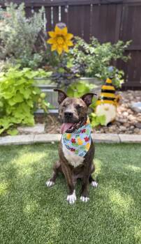 Jack -  American Staffordshire Terrier Dog for Adoption in Mico, Texas - Jack | PetCurious