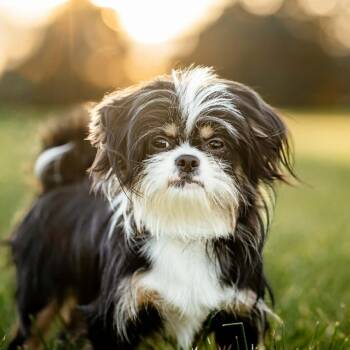 Japanese Chin and Poodle Dogs Available for Adoption in Ferndale, Michigan - Kenji | PetCurious