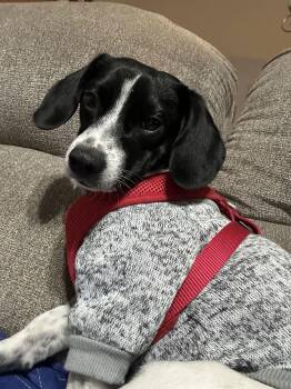 Terrier Dogs Available for Adoption - Nemo | PetCurious