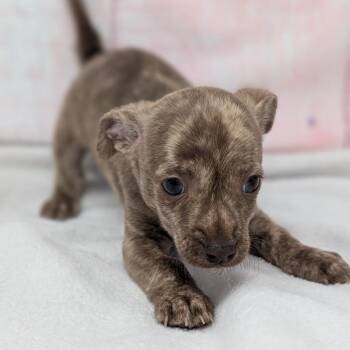 Crackle -  Chihuahua Dog for Adoption in Durham, North Carolina - Crackle | PetCurious
