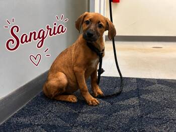 Sangria -  Labrador Retriever Dog for Adoption in Carmel Hamlet, New York - Sangria | PetCurious