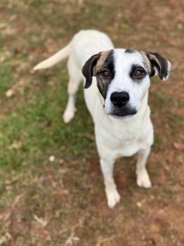 Rescue Hound Dogs for Adoption - Sally | PetCurious
