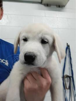 Labrador Retriever and Mixed Breed Dogs Available for Adoption in Corpus Christi, Texas - DAKOTA | PetCurious