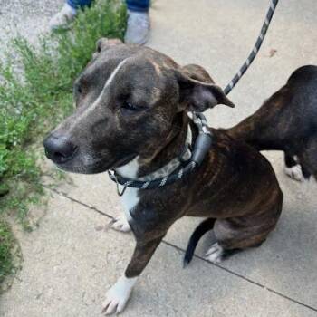 Tonga -  Mixed Breed Dog for Adoption in Jeffersonville, Indiana - Tonga | PetCurious
