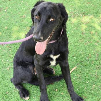 Hound and Mixed Breed Dogs Available for Adoption - Krew JuM | PetCurious