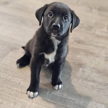 Black Labrador Retriever and Aussiedoodle Dogs Available for Adoption in Shiloh, Illinois - Cove Springfield  | PetCurious