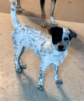 Kaiya -  Australian Cattle Dog Blue Heeler and Chihuahua Dog for Adoption in Bend, Oregon - Kaiya | PetCurious