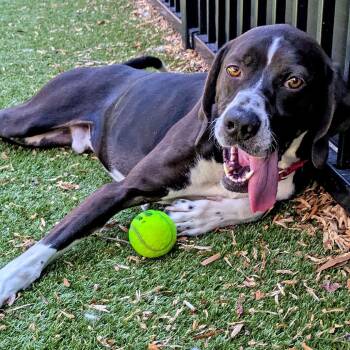 Pointer Dogs Available for Adoption - Jacob | PetCurious