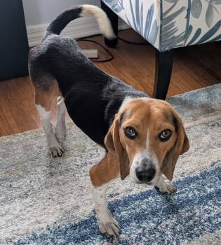 Rescue Beagle Dogs for Adoption in Dunnellon, Florida - Walker | PetCurious